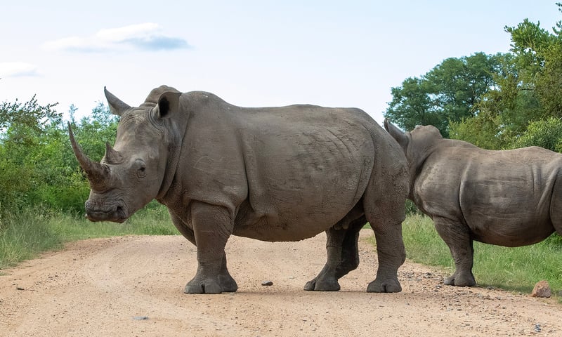 You may be lucky to see the endangered White rhino on a game drive in Kruger National Park.