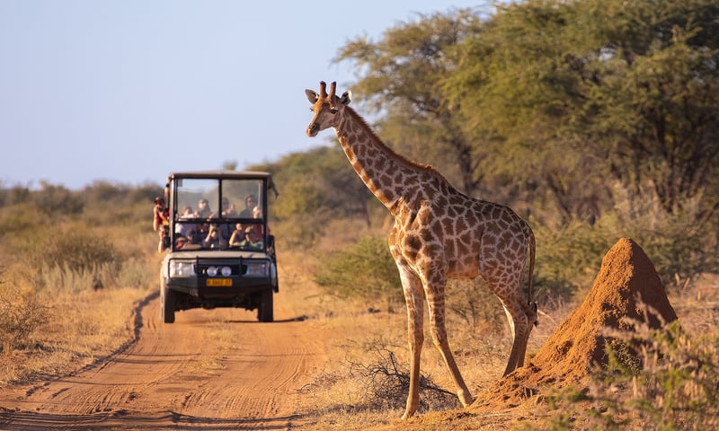 Experience game drives and wildlife encounters with experienced rangers.