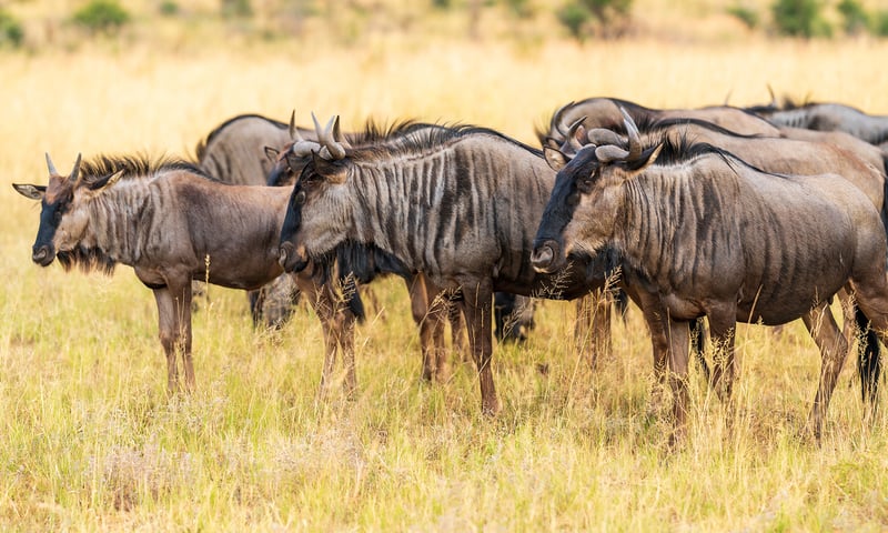 Pilanesberg Game Reserve is a remarkable wildlife sanctuary in South Africa, Itinerary 2.