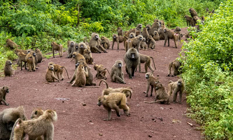 Tanzania is home to two baboon species the Yellow Baboon and the Olive Baboon.