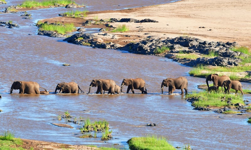 Keep watch for elephants on the shores of Sedudu Island, Botswana.