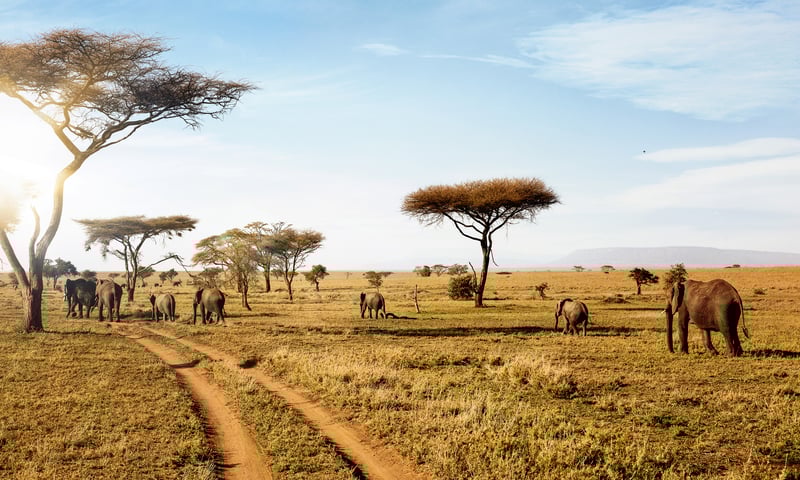 Soak up the amazing surroundings of the Serengeti National Park.