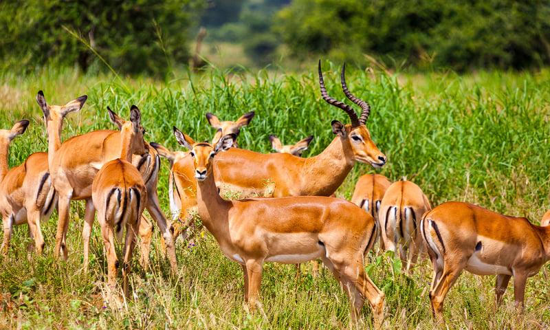Impala and other antelope are abundant throughout Kenya, Tanzania and beyond.