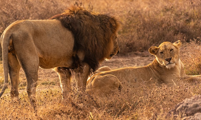 Chance upon lions in the Serengeti National Park.