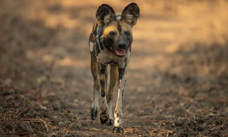 Search for African wild dogs during free time in Mikumi National Park, optional, charges apply.