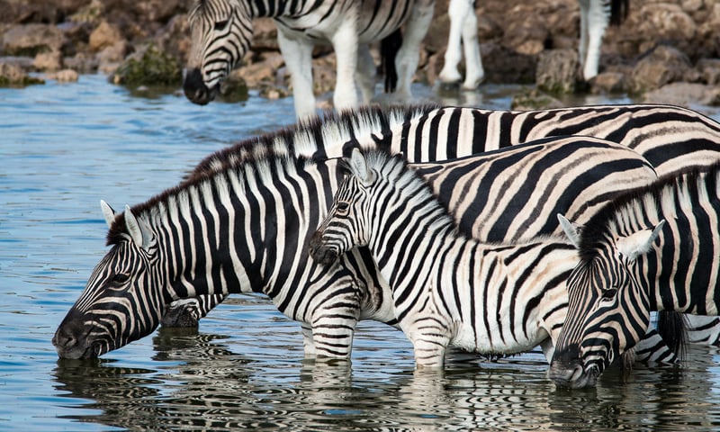 Keep your camera handy on a game drive in Mikumi National Park, optional, charges apply.