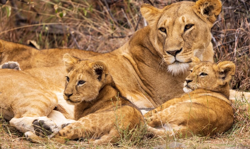 Keep your camera handy in Matusadona National Park, Zimbabwe.