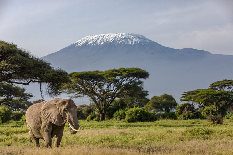 Mount Kilimanjaro is the highest mountain in Africa.