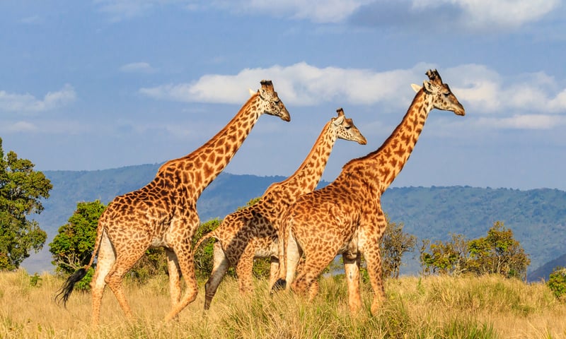 Look for giraffe herds stretching their majestic necks to dine on Acacia treetops.