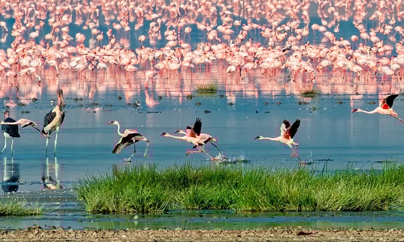 Experience thrilling wildlife experiences throughout your overland journey.