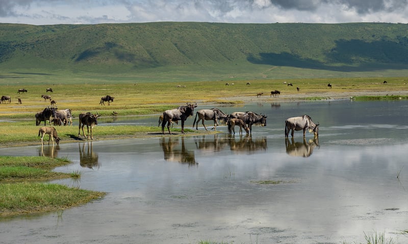 Descend into Tanzania's world-famous Ngorongoro Crater.
