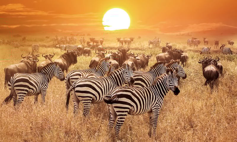 Keep your camera handy for Zebra at the Serengeti National Park.