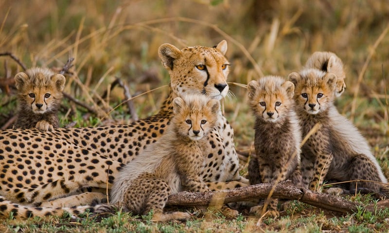 Look out for Cheetahs at Serengeti National Park.