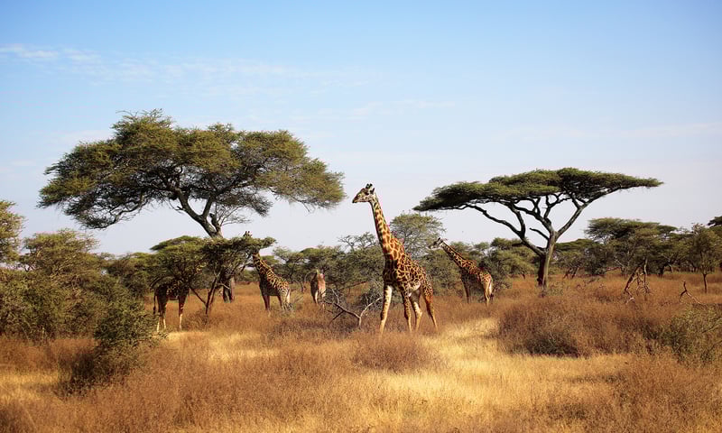 Giraffe