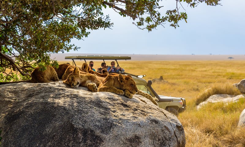 Young lions lazing in the sun before prowling their territory as the sun sets.