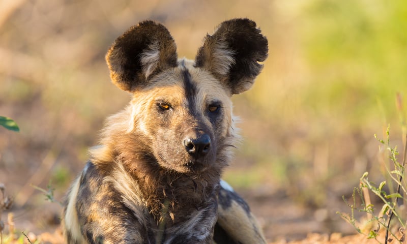 Look for African wild dogs around Chobe National Park, Botswana.
