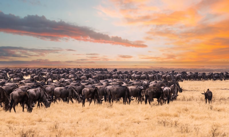 The great migration starts in the south of the Serengeti, Tanzania.