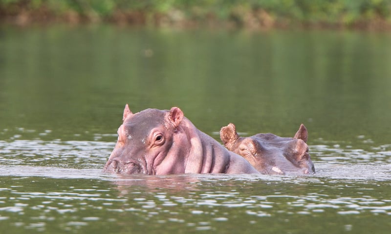 Search for hippos in the Gambia River, close to Gambia's capital city, Banjul.