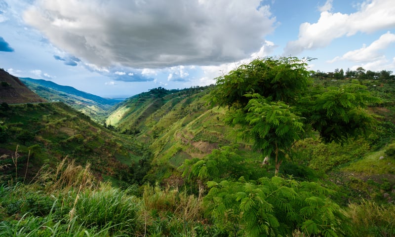 Enjoy the untamed beauty of Bwindi Impenetrable National Park, Uganda.
