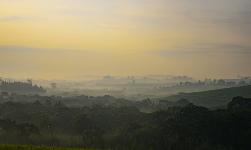A misty morning in Kibale National Park, Uganda.
