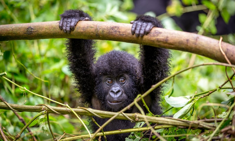Trek in search of mountain gorillas near Lake Bunyonyi, Uganda.