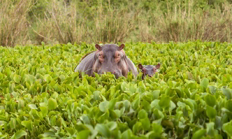 Spot hippos in the waters of Lake Mburo National Park, Uganda.