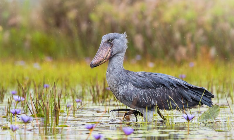 Spot shoebill storks at Ziwa Rhino Sanctuary in Masindi, Uganda.