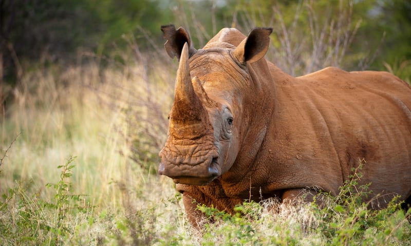 Learn about southern white rhinos at Ziwa Rhino Sanctuary in Masindi, Uganda.