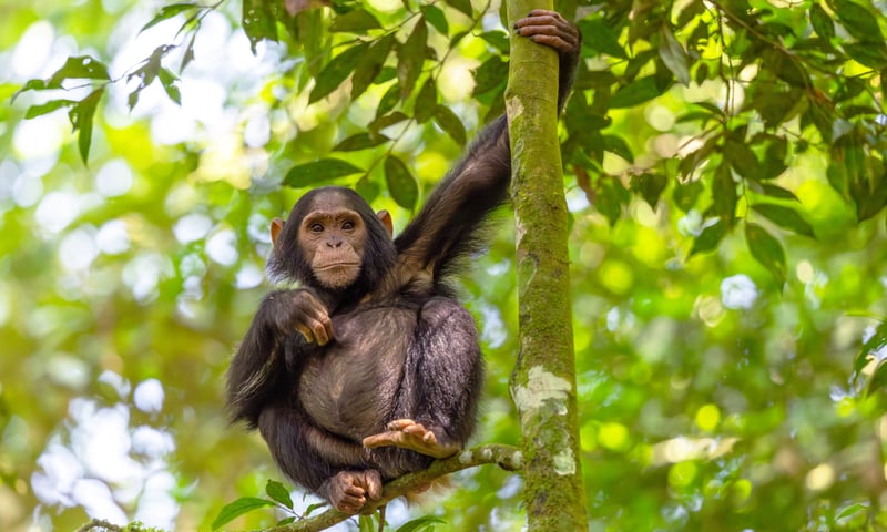 Trek to see chimpanzees within Murchison Falls National Park, Uganda.