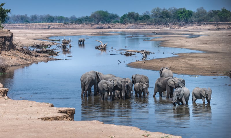 Track elephants, lion, giraffe and more on a game drive in South Luangwa National Park.