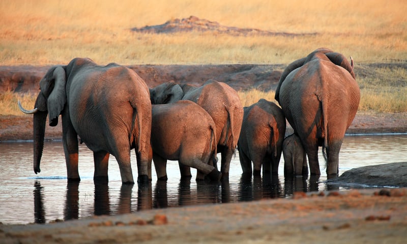 Look out for elephants on a sunset cruise along the Chobe River, Botswana.