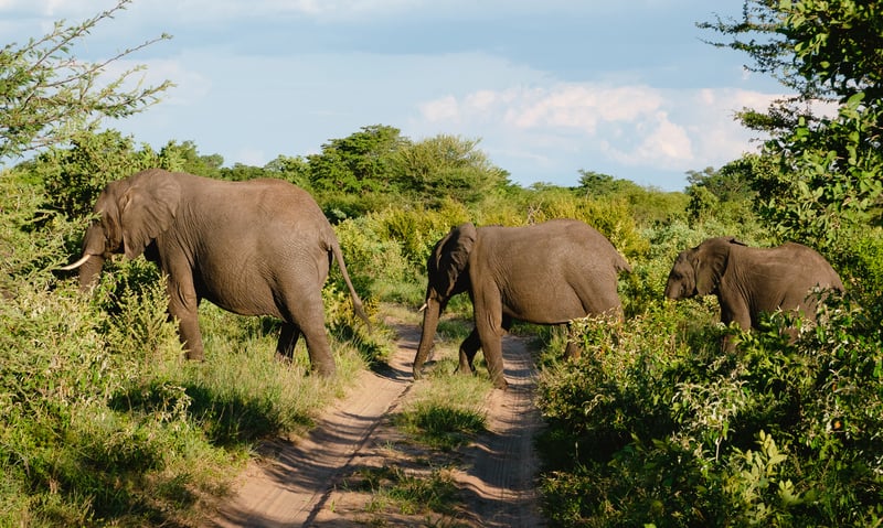 Look for elephants around Qwabi Private Game Reserve, South Africa, Itinerary 1.