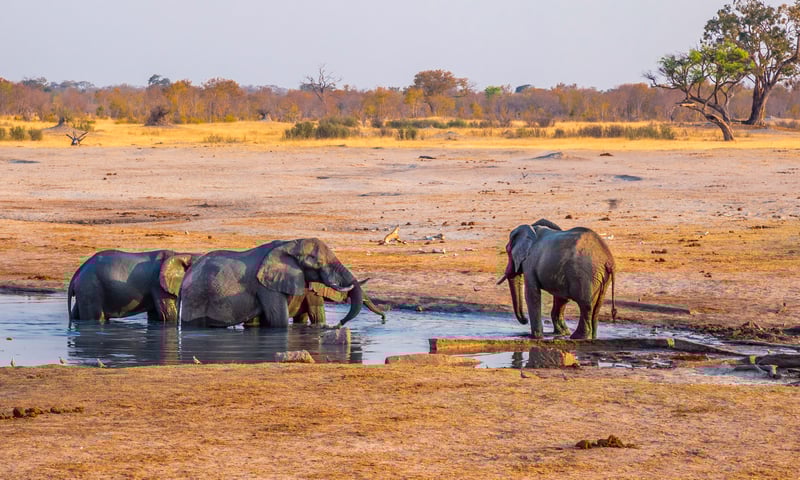 Watch for elephants while enjoying a sundowner at Hwange Safari Lodge.