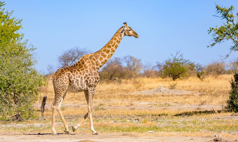 Giraffe in Qwabi Private Game Reserve, South Africa, Itinerary 1.