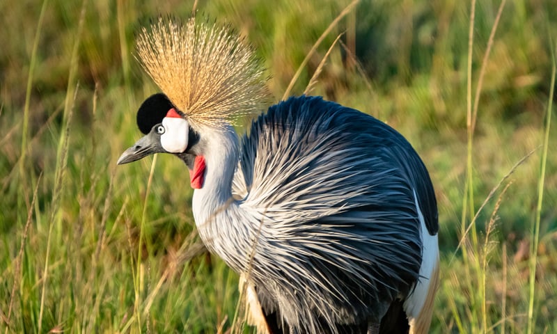 Look for grey crowned cranes Hwange National Park, Zimbabwe.
