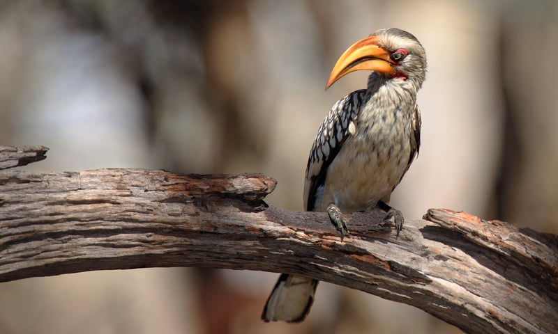 Search the skies for southern yellow-billed hornbill found in Zimbabwe.