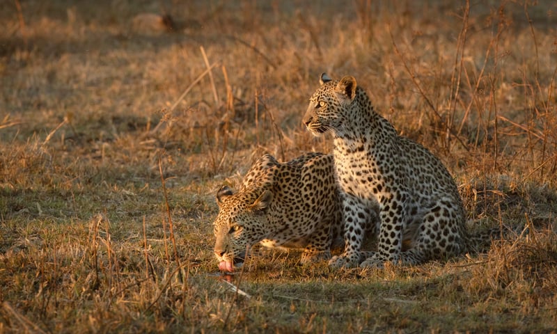 Keep a keen eye out for leopard cubs in Hwange National Park, Zimbabwe.