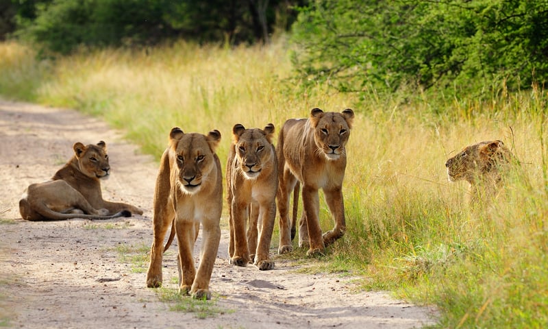 Seek out incredible lions in Hwange National Park, Zimbabwe.