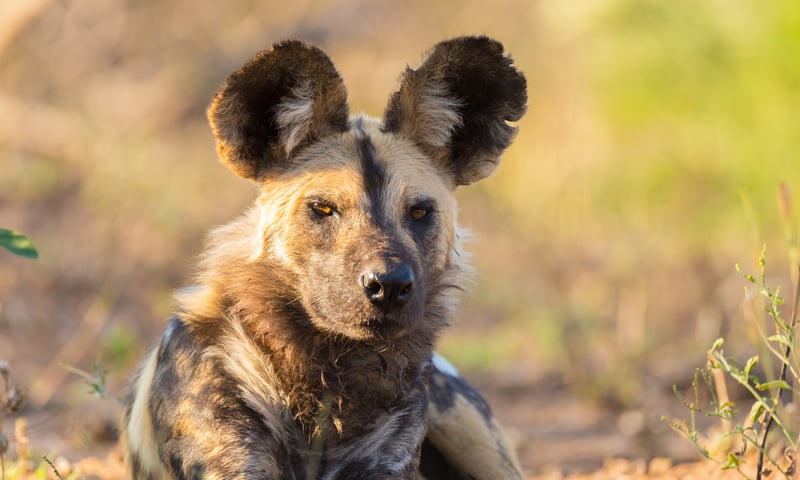 Learn about conservation efforts for Painted Dogs in Hwange National Park, Zimbabwe.