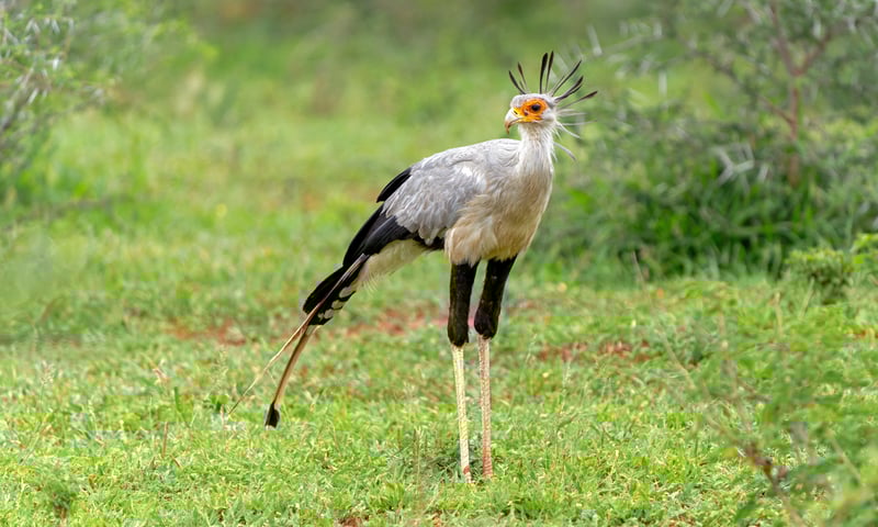 Keep an eye out for Secretary Birds in Hwange National Park, Zimbabwe.