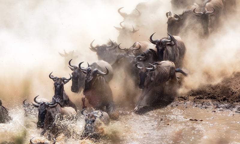 Chance upon herds of wildebeest in Hwange National Park, Zimbabwe.