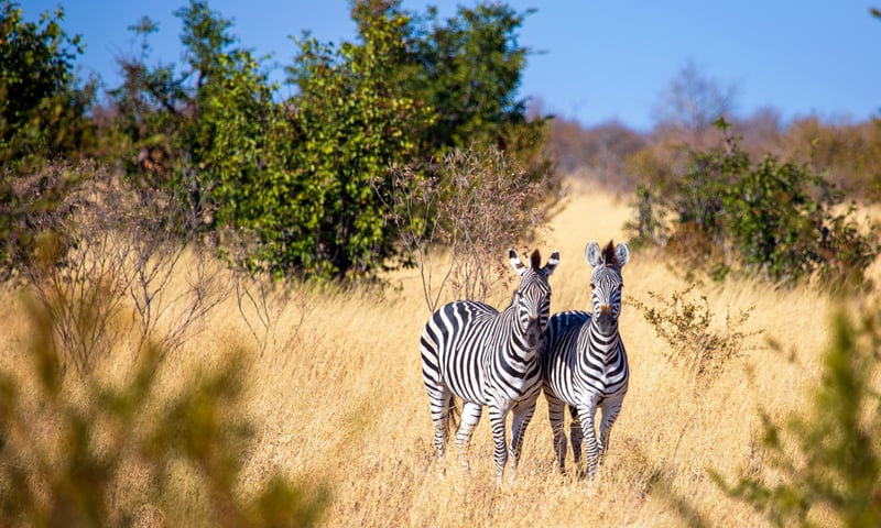 Keep an eye out for zebra pairs in Chobe National Park, Botswana.