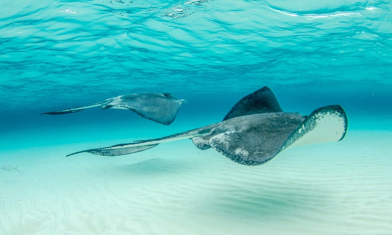 The crystal clear Caribbean seas make it easy to see abundant marine life.