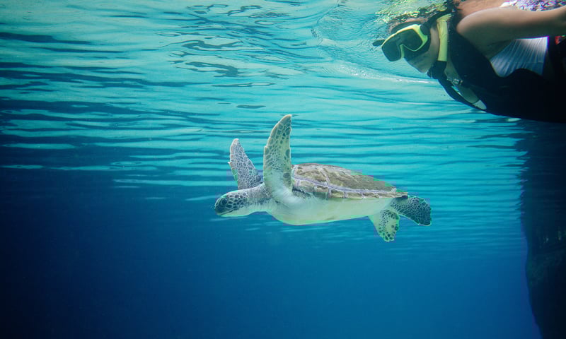 Take your opportunity to snorkel with turtles on Grand Cayman or Costa Maya.
