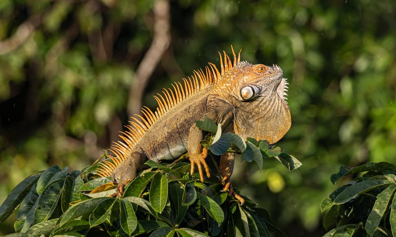 Green Iguanas are found in Arenal Volcano National Park in Costa Rica.