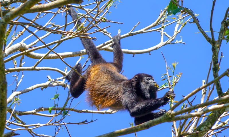 Search for Howler monkeys in Costa Rica's Tortuguero National Park.