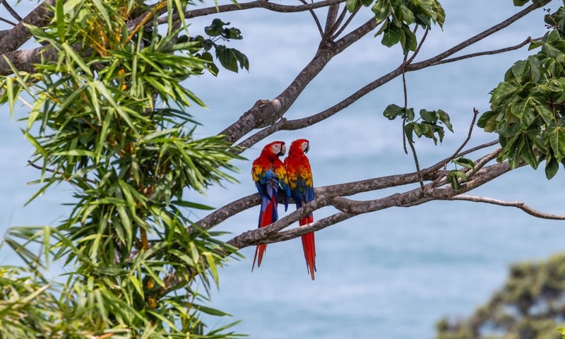 Search for the Scarlet Macaw in Manuel Antonio.