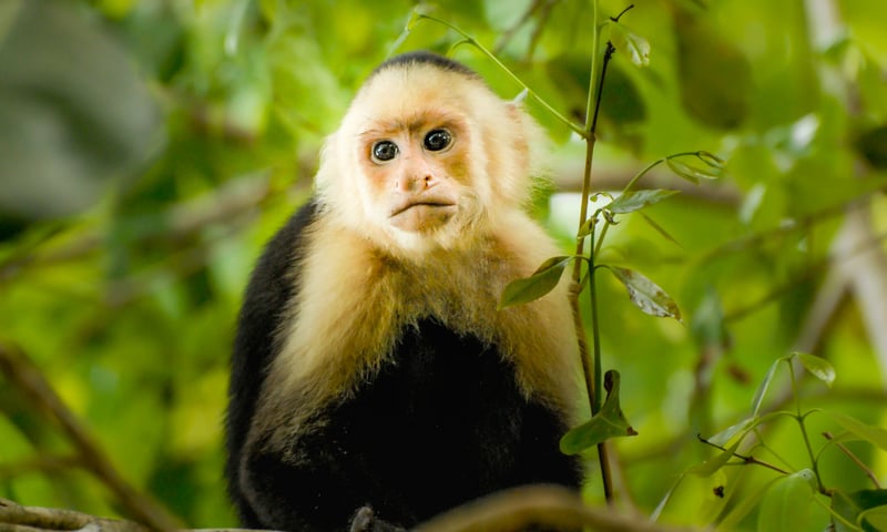 White-faced capuchin monkeys can seen in many regions of Costa Rica.