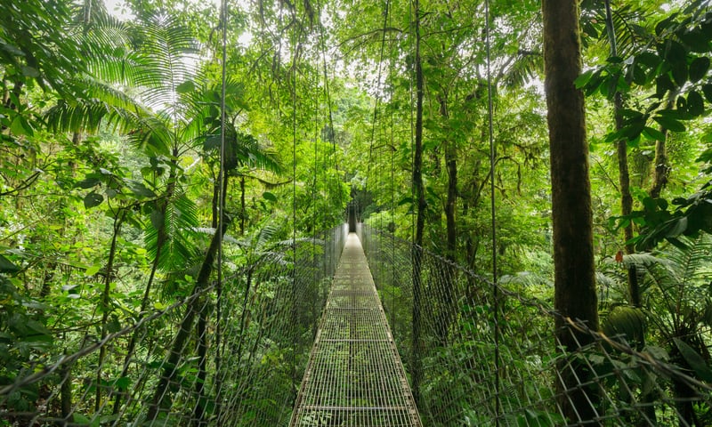 Monteverde, Costa Rica, is a biodiverse cloud forest destination known for its lush environment.