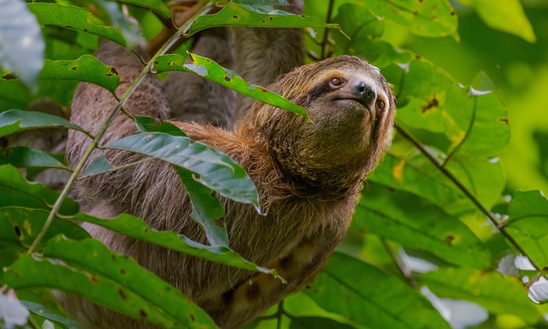 Keep your eyes peeled for Sloth's while touring Costa Rica.